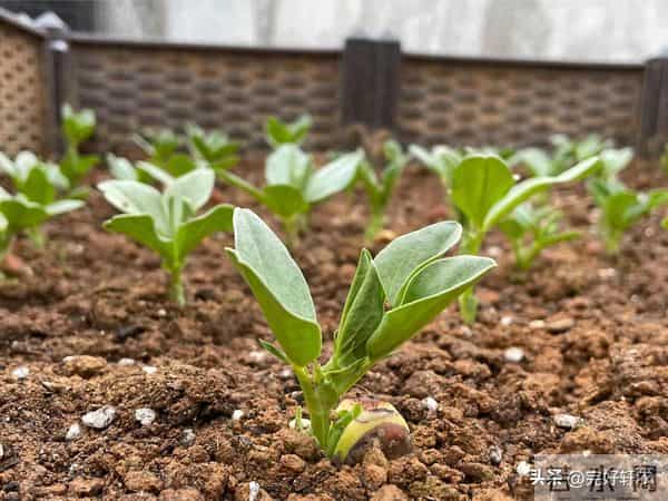 蚕豆越冬前管理：掌握这些关键技巧，开春豆荚挂满枝！