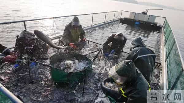 冬捕正当时！枣阳华阳河水库每天起鱼5万斤