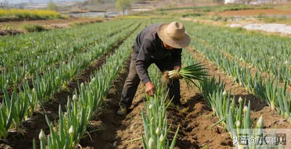 明年种菜口诀要记牢！按节气种，四季鲜蔬吃不完，新手也能获丰收