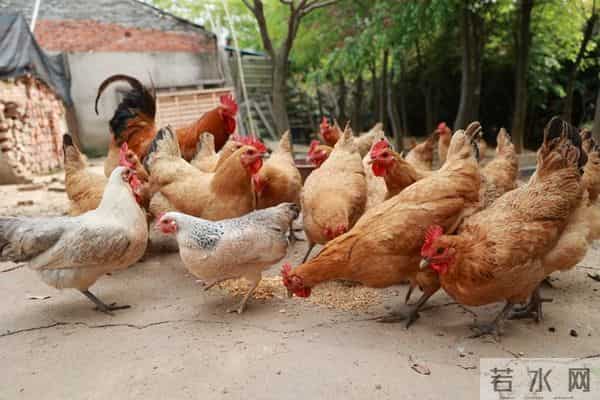 养鸡选芦花鸡还是三黄鸡，老何10年养殖经验总结，新手照选不踩坑