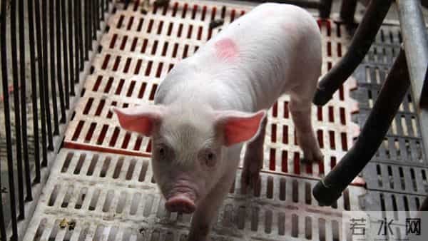 供需双旺，猪价上涨“涨不停”？附：12月15日猪价