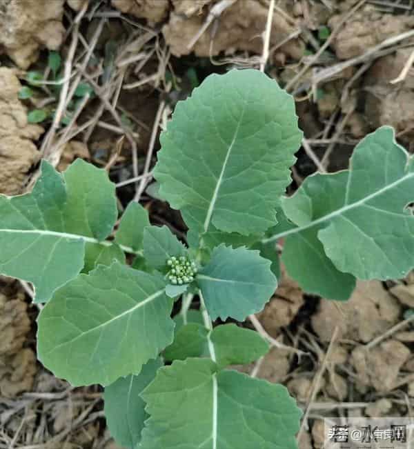 冬前“管”好苗，春来“油”望高——油菜这样过冬，苗壮根强！