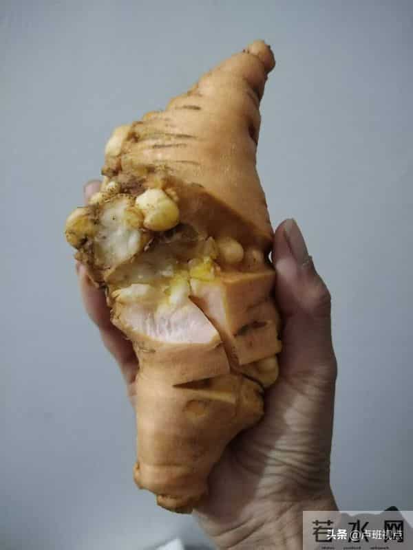 【乡村振兴信息网】孟州人在偃师种的生地“熟”了