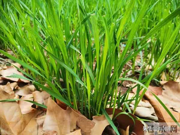 大雪后韭菜别不管！抓住15天养根黄金期，开春产量碾压邻居家！