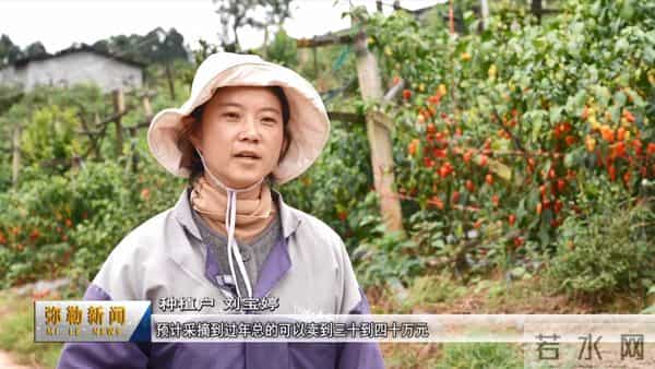 试种成功！弥勒的她年增收30万