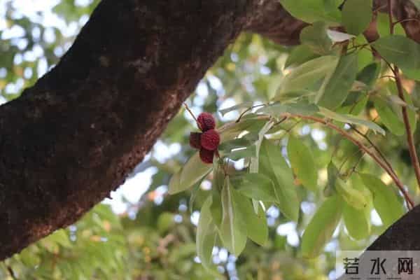 罕见！广东一棵荔枝树在12月结果