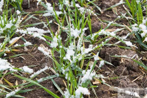 11月下旬播种的小麦，12月中旬刚出苗，遇到下雪能撒尿素吗？