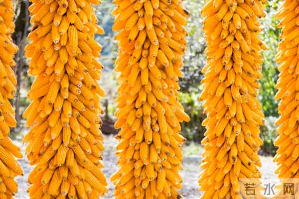 别信！网上热传2025年玉米“十大冠军”，可能是大坑！