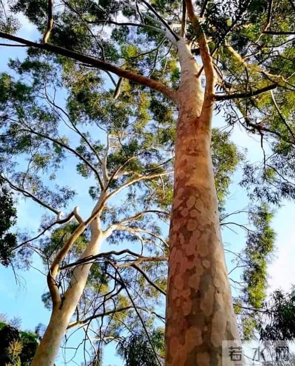 美国日本严禁种植，为何中国还要大量种植？这是什么原因呢？