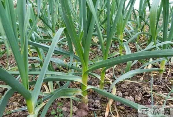大雪后大蒜停长、苗子细弱？追对1次肥，蒜头膨大翻倍，大又实！