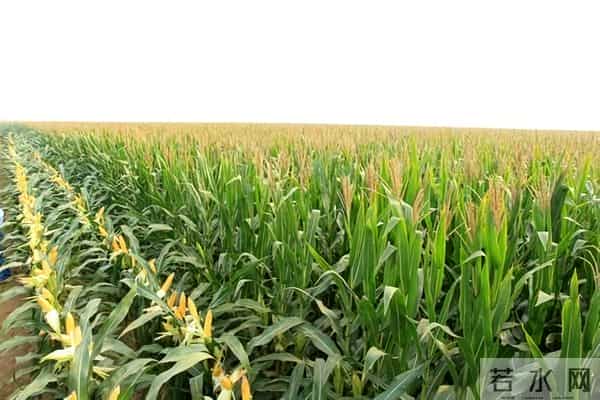 别信！网上热传2025年玉米“十大冠军”，可能是大坑！