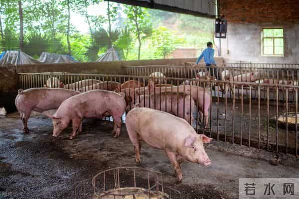 猪价提前熄火！连冬至都撑不到？可见压力不是一般的大！
