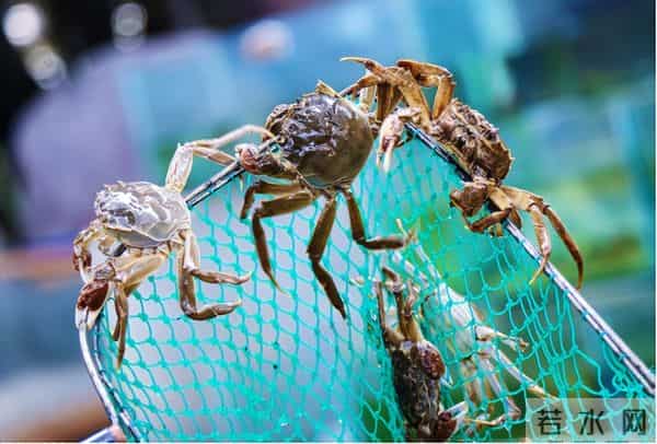 当美味遭遇生态恐慌：大闸蟹的全球化生存悖论