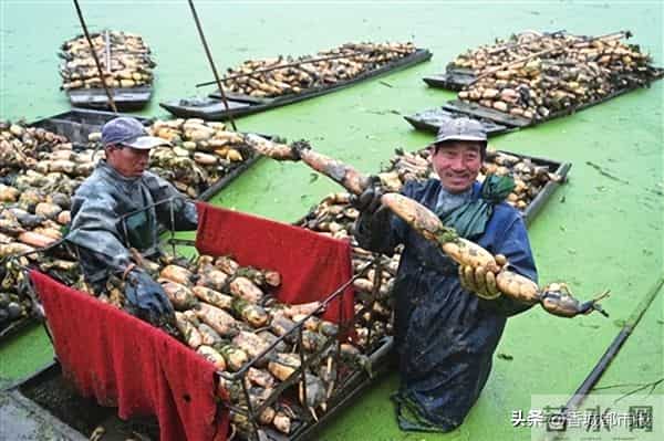 日采2万斤，远销欧美！藕塘莲藕又迎大丰收