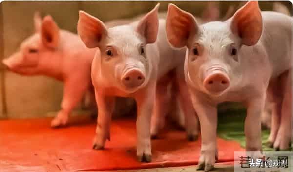 从20元到5元！猪价崩了？巨头早靠卖香肠赚钱，散户还在赌周期