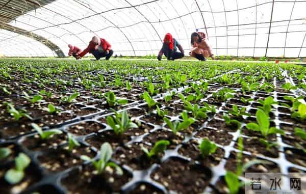 12 月育苗必看！番茄辣椒育苗指南：5步育出壮苗，开春一栽就活