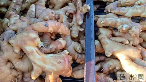 大姜“真实市场价格”5毛钱一斤，真的假的？