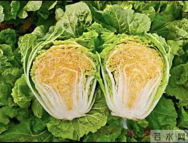 河南浚县超八千亩白菜进入采收期，迎来大丰收，产量可观！