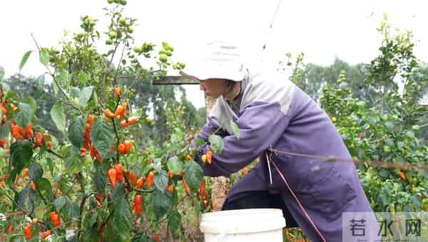 试种成功！弥勒的她年增收30万