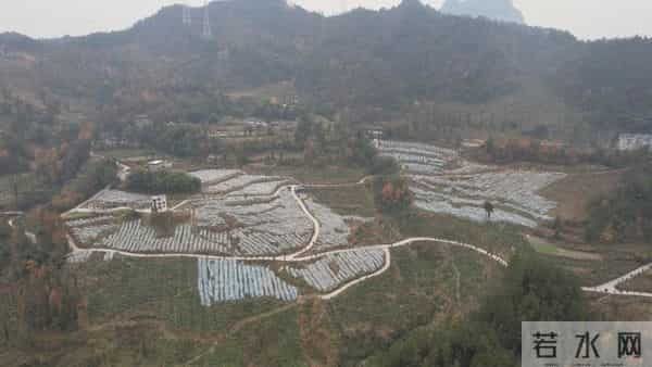 黔江千亩“红美人”迎丰收！