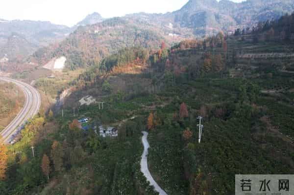 小小耙耙柑 致富“黄金果”