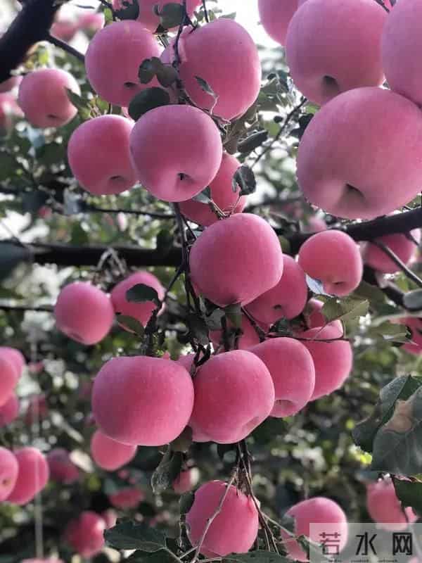 这些优质高产苹果品种，果农看过来