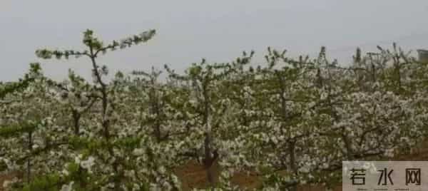 樱桃树修剪五不宜！