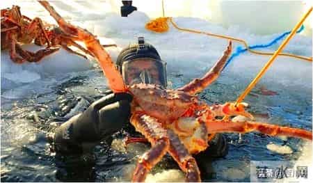 帝王蟹在国外泛滥成灾，中国人买一只却要花上千，背后原因太现实