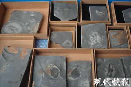 湘西山村修路挖出全球顶级“化石宝库”，发现数十个新物种