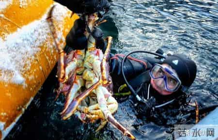 帝王蟹在国外泛滥成灾，中国人买一只却要花上千，背后原因太现实