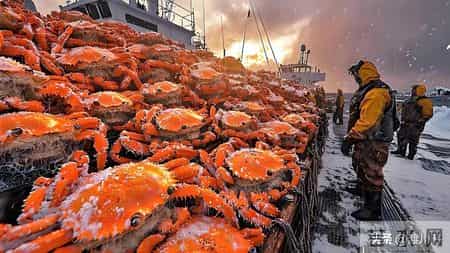 帝王蟹在国外泛滥成灾，中国人买一只却要花上千，背后原因太现实