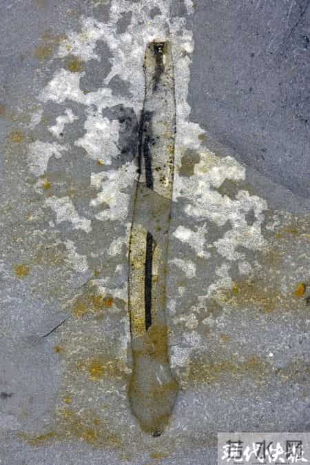 湘西山村修路挖出全球顶级“化石宝库”，发现数十个新物种