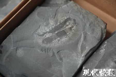 湘西山村修路挖出全球顶级“化石宝库”，发现数十个新物种