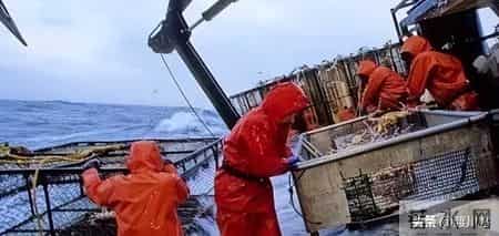 帝王蟹在国外泛滥成灾，中国人买一只却要花上千，背后原因太现实