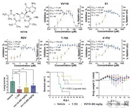 印度出现尼帕病毒疫情，武汉病毒研究所发现有效药物