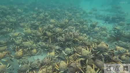 帝王蟹在国外泛滥成灾，中国人买一只却要花上千，背后原因太现实