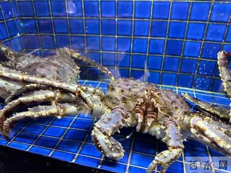 帝王蟹在国外泛滥成灾，中国人买一只却要花上千，背后原因太现实