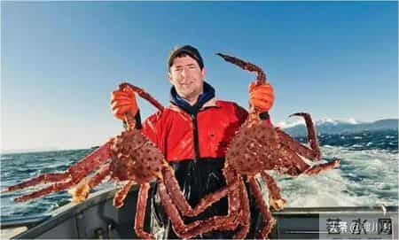 帝王蟹在国外泛滥成灾，中国人买一只却要花上千，背后原因太现实