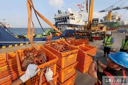 帝王蟹在国外泛滥成灾，中国人买一只却要花上千，背后原因太现实