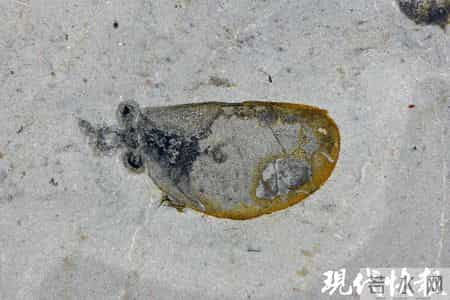 湘西山村修路挖出全球顶级“化石宝库”，发现数十个新物种