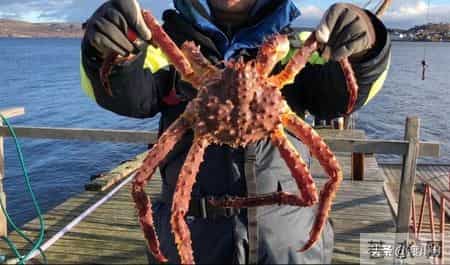 帝王蟹在国外泛滥成灾，中国人买一只却要花上千，背后原因太现实