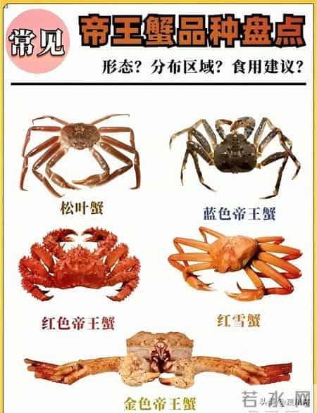 帝王蟹在国外泛滥成灾，中国人买一只却要花上千，背后原因太现实