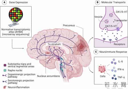 中国科学家领导国际团队发现：成年期拖延症与青春期大脑发育有关