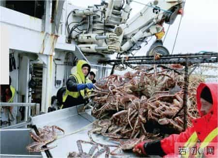 帝王蟹在国外泛滥成灾，中国人买一只却要花上千，背后原因太现实