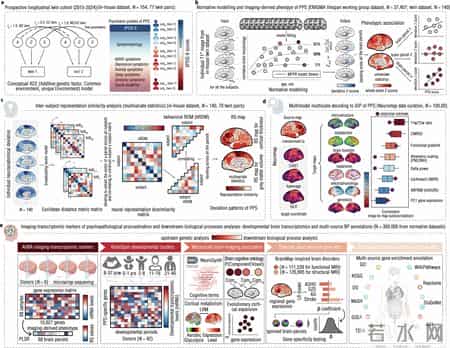 中国科学家领导国际团队发现：成年期拖延症与青春期大脑发育有关