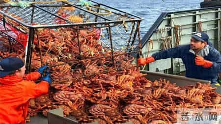 帝王蟹在国外泛滥成灾，中国人买一只却要花上千，背后原因太现实