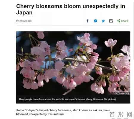 Oct 19 双语新闻精选：秋天到日本去赏樱？！你真的没听错……