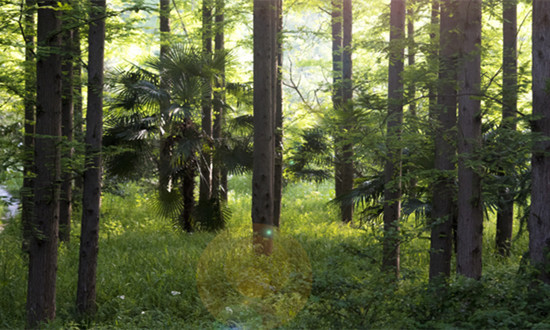 造林行业政策环境、发展现状及未来前景战略分析2024